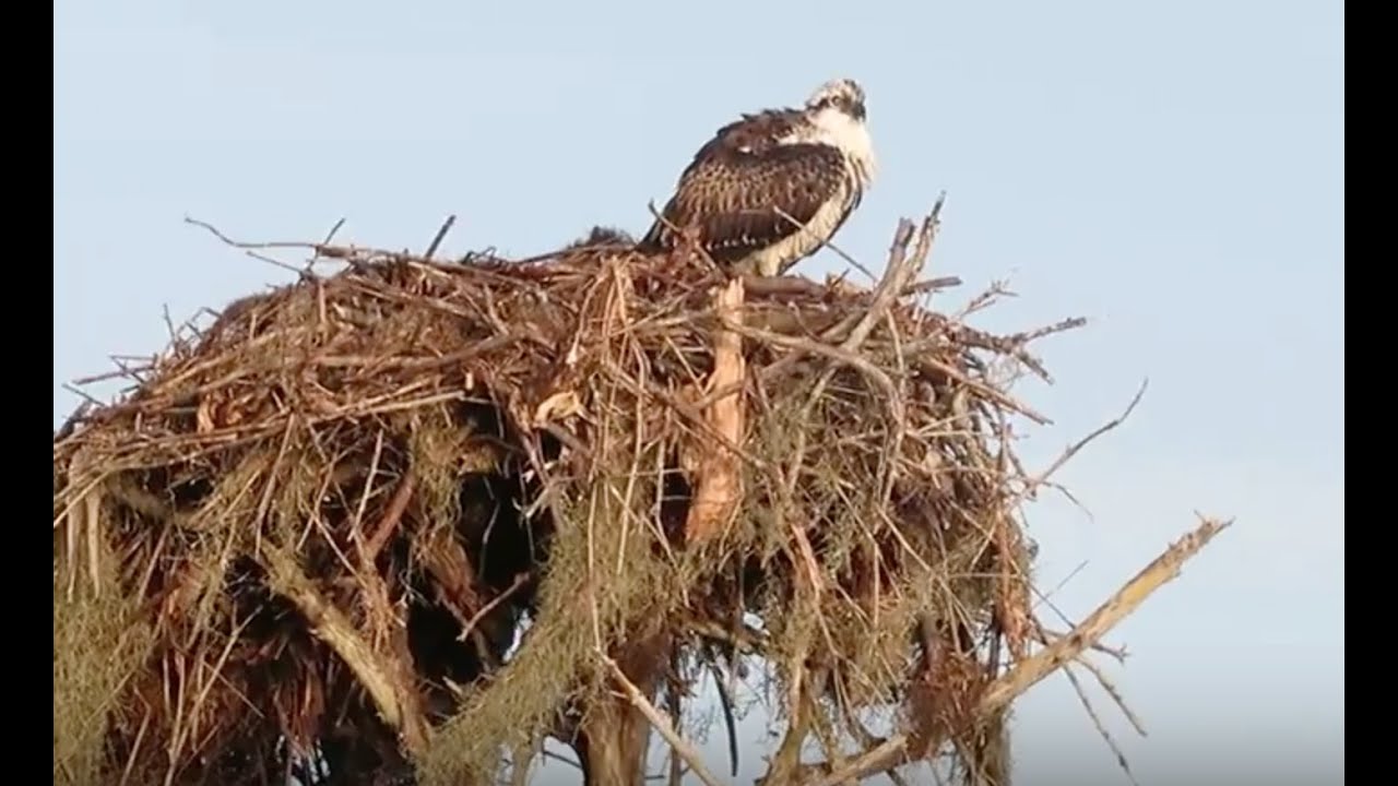 Air Boat Ride at Blue Cypress in Florida - Alligators, Osprey ...