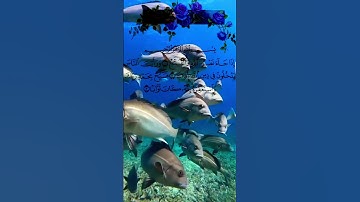 #ذكر_الله #راحة_نفسية #قرآن #سورة_النصر #سعد_الغامدى