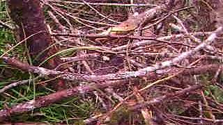 Jenna records spar tree  logging operation