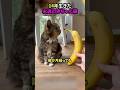 14年生きた永遠の赤ちゃん猫#猫 #猫動画 #猫のいる暮らし