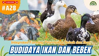 Bayu Diningrat ~ Integrated Farming Peternakan Bebek dan Ikan