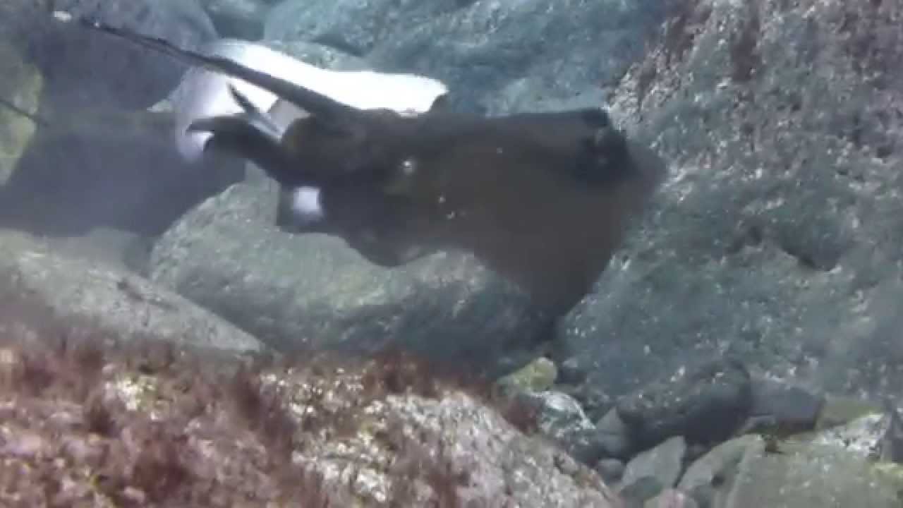 ヤッコエイの交尾 Dive Colors八丈島ツアー Youtube