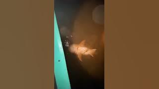 menjaring patin Kualo tak disangka dapat 2 ekor bos ku