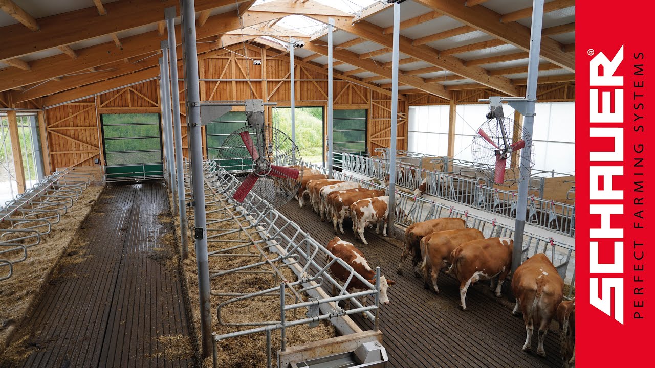 Moderner Milchviehlaufstall (Familie Hofer - Österreich)!