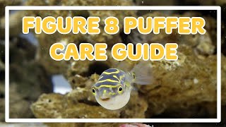 FIGURE 8 PUFFER FISH CARE GUIDE