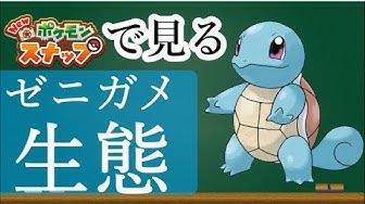 ゼニガメ Youtube