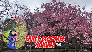 EARLY BLOOMER CHERRY BLOSSOM IN PINJING ST. | EVA SABELA
