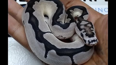 Ball Python Blade VPI Axanthic Clown. New pick up from Villarino Reptiles