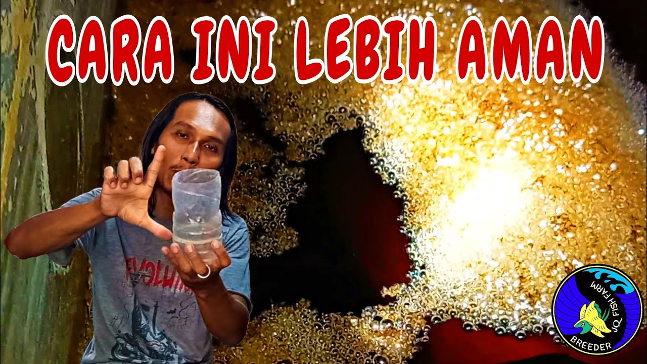 cara mengawinkan ikan cupang