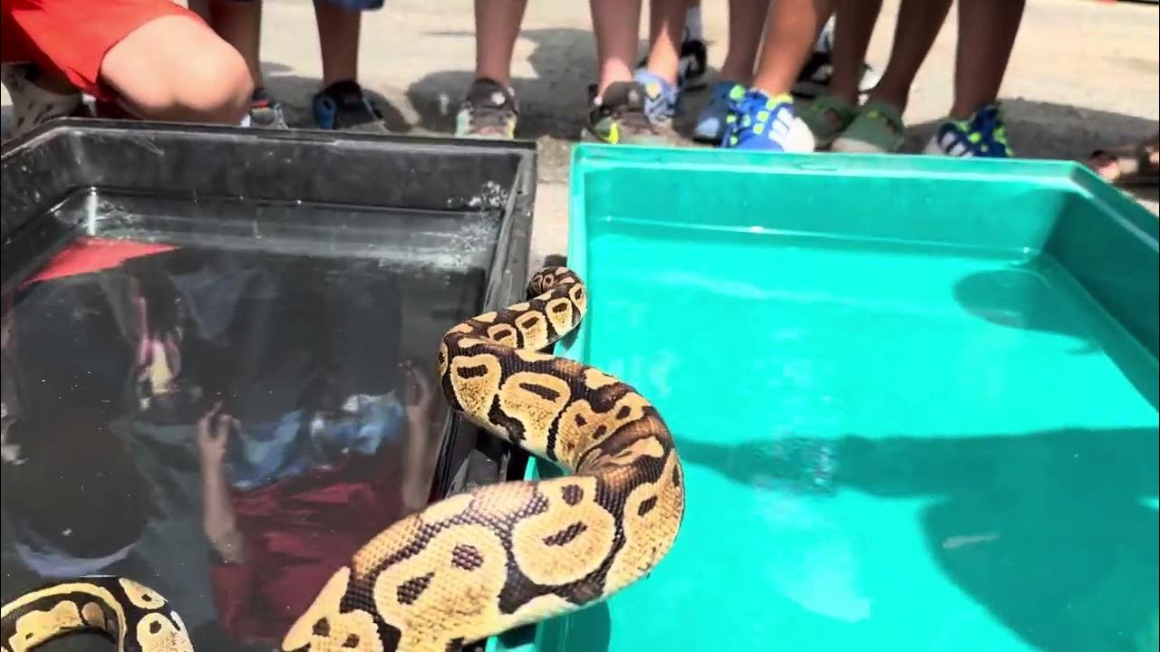 Ball python swim 2024 - YouTube