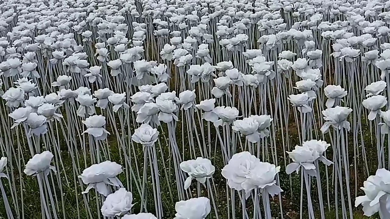 Lovely 10000 Roses at 10000 Roses Cafe, Cordova, Mactan Island, Cebu ...