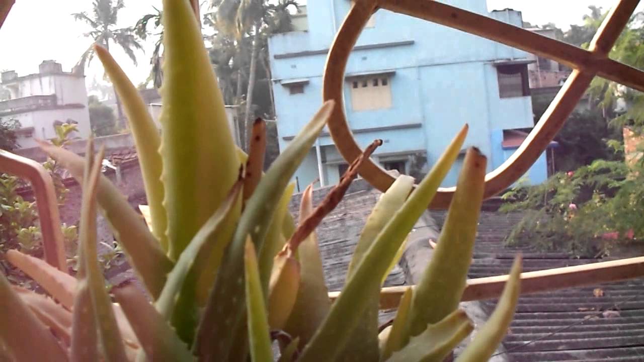 Aloe Vera Plant....Re potting & Care.