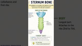 Sternum Bone explained simply! Learn its parts, functions &amp; anatomy basics for quick revision 🦴📚