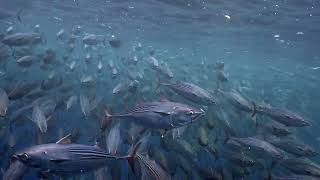 Giant Aggregation of Skipjack Tuna