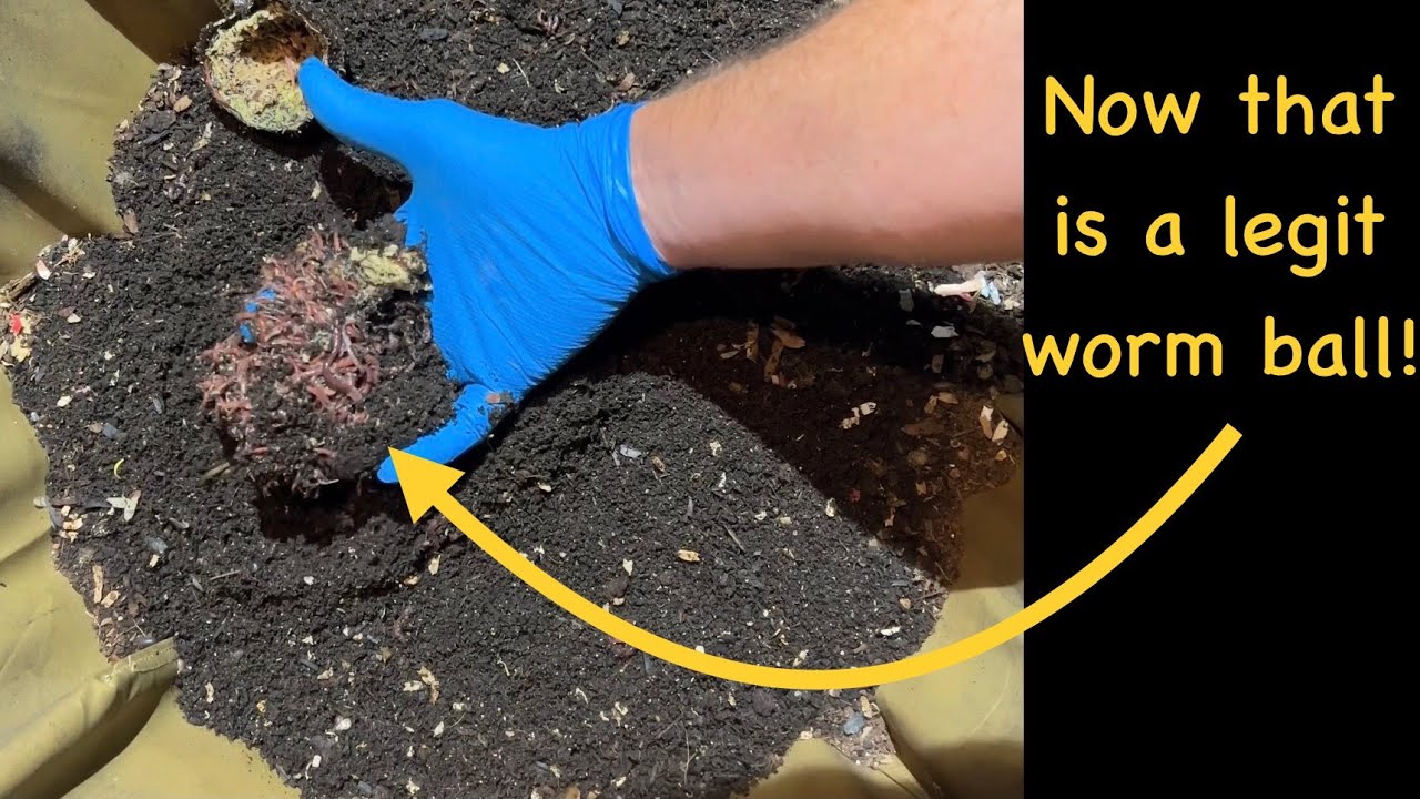 Feeding 1,000+ red wiggler worms! YouTube