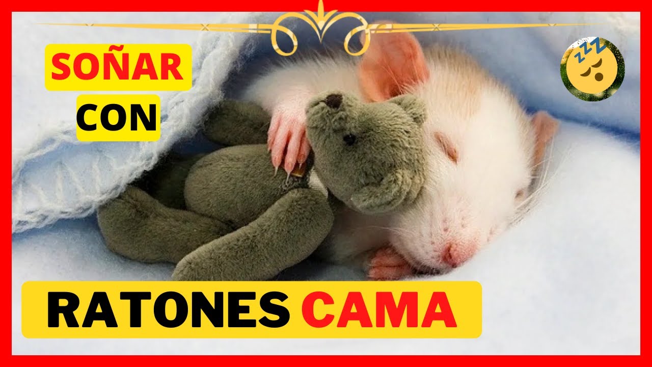 Qué significa soñar con ratas