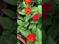 Red Lantana camara 🌹🌹🌹 plant @ SA_ Garden..