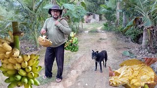 última jaca do sítio, banana aqui está de graça ninguém quer 😔