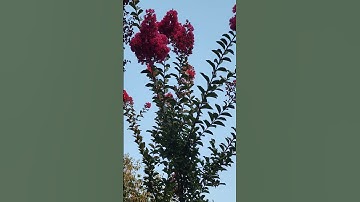 Crape Myrtle Tree