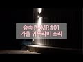 숲속ASMR 01 가을 귀뚜라미 소리(feat. 계곡물소리)