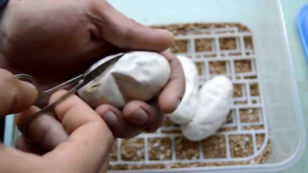 python class Ball Python : Het Lavander Albino x Het Lavander Albino - 4 eggs