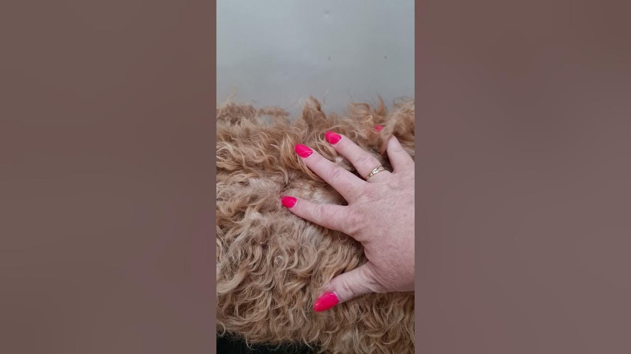 Why Did the Groomer Shave my Matted Dog!?! YouTube