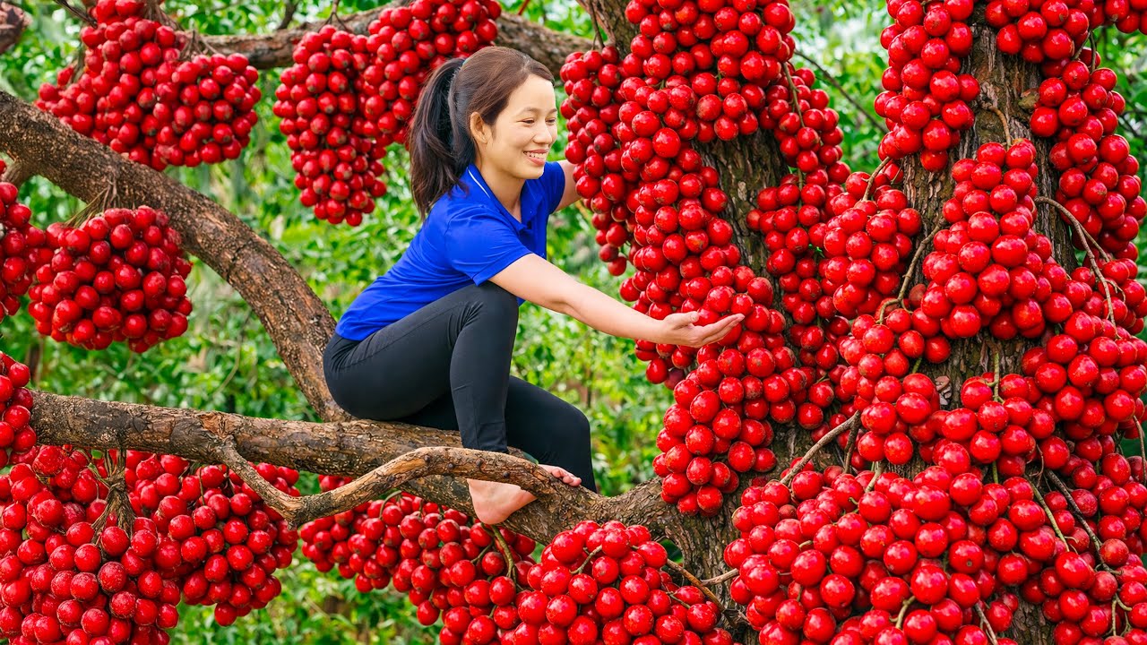 Harvesting Hybrid Wild Hog Plums for Fresh Salad | SOLD OUT Fast at Village Market