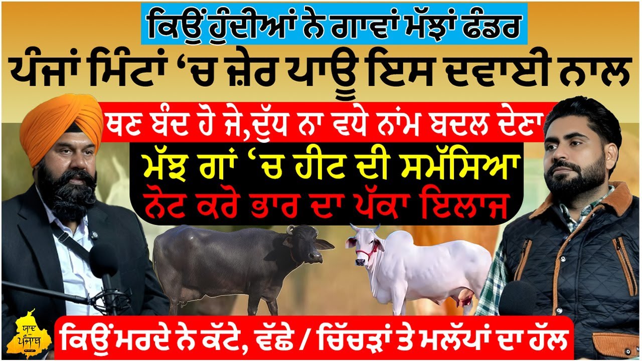 𝐘𝐚𝐚𝐝 𝐏𝐨𝐝𝐜𝐚𝐬𝐭 𝐖𝐢𝐭𝐡 𝐒𝐡𝐚𝐫𝐧𝐣𝐢𝐭 𝐒𝐚𝐧𝐝𝐡𝐮 | 𝐉𝐚𝐬𝐰𝐢𝐧𝐝𝐞𝐫 𝐘𝐚𝐚𝐝 | ਡੇਅਰੀ ਫਾਰਮ ਬਾਰੇ ਸੁਣੋ ਪੂਰੀ ਗੱਲਬਾਤ ਸਮੱਸਿਆਵਾਂ/ਇਲਾਜ