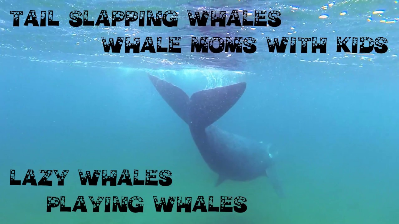 Puppy whales