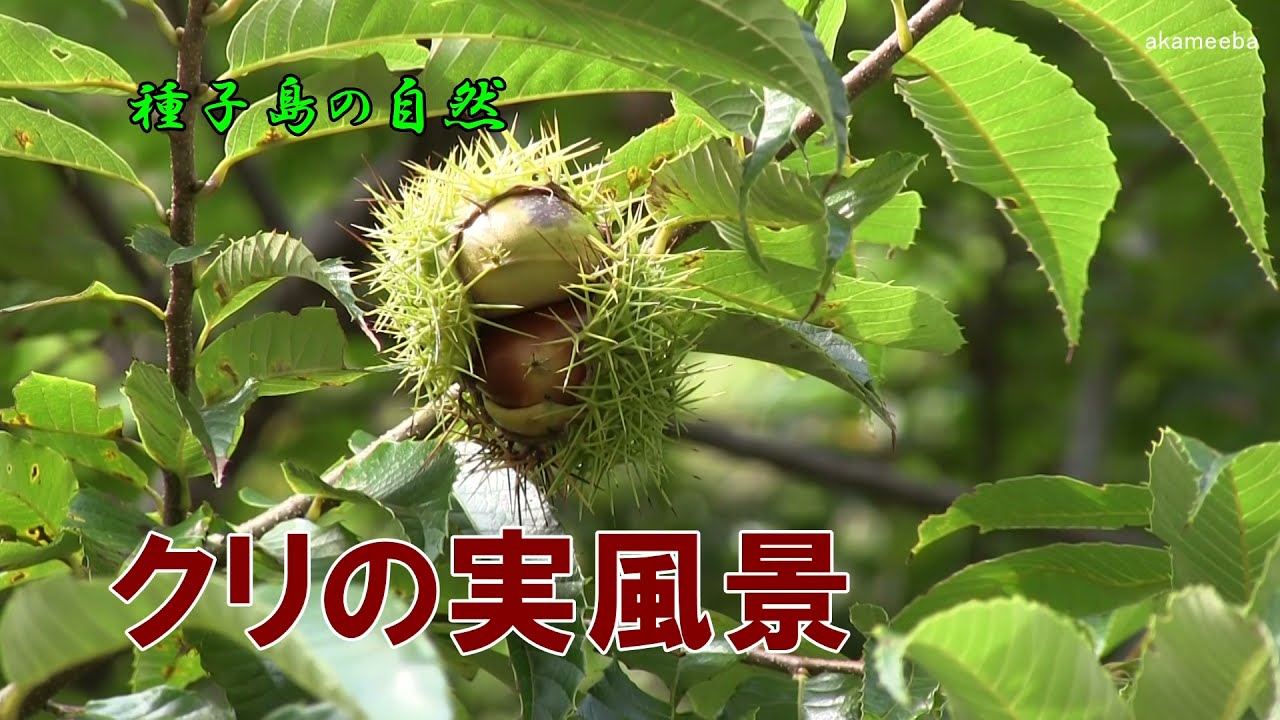 クリ 種子島の樹木 花木 ふるさと種子島