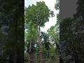 Le saut de tarzan  laccrobranche citloisirs dans la citadelle darras