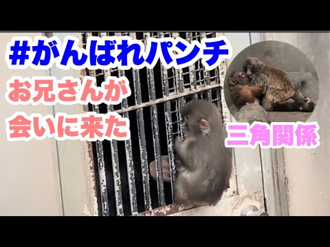 お兄さんがパンチくんに会いに来たよ（The zookeeper came over to
