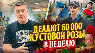 60 000 тяжелой кустовой розы в неделю | Плантация Ponte Tresa | Эквадор | Цветы оптом