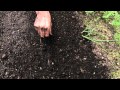 How to sow a seed directly into garden