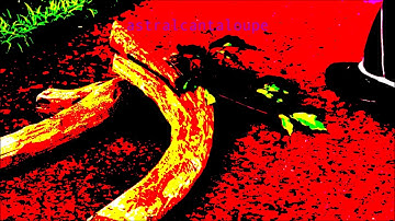 We Are Number One but badly on the recorder