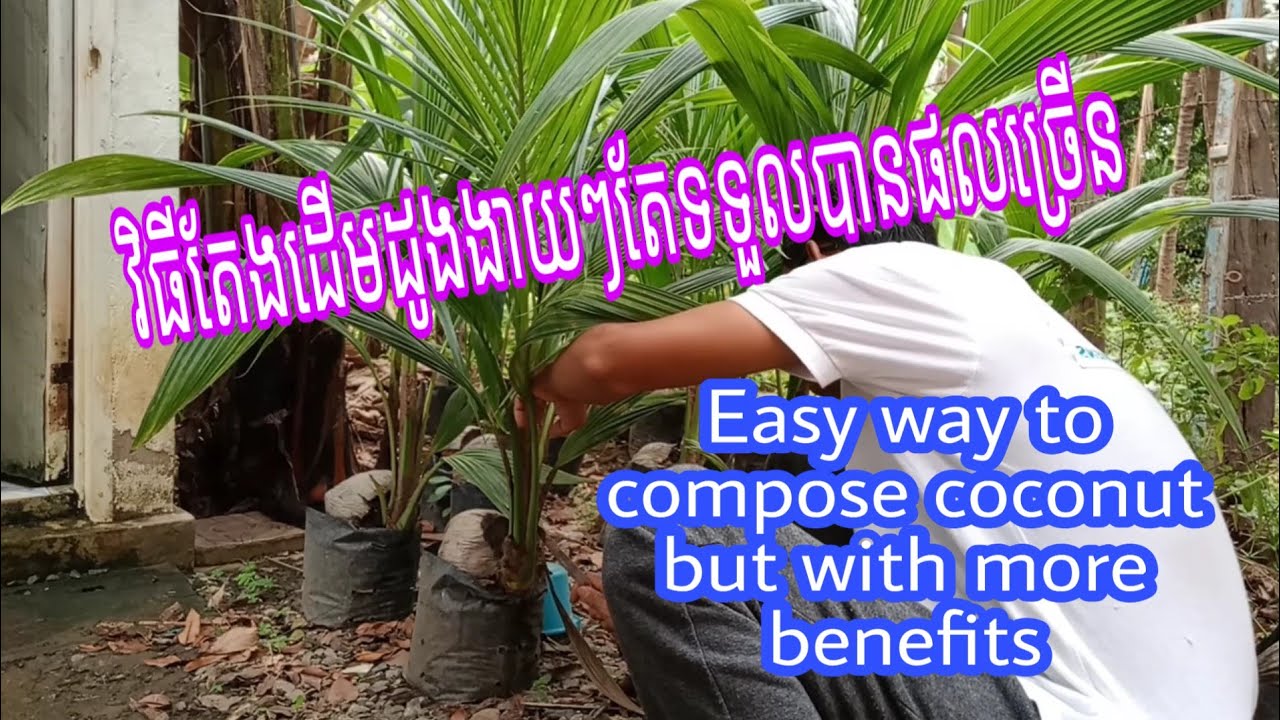 #សំខាន់ណាស់: វិធីតែងដើមដូងងាយៗតែទទួលបានផលច្រើន