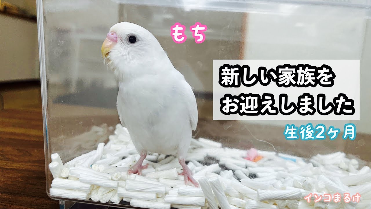 インコ家族様オーダー品 新しい家族をお迎えしました #セキセイインコ#ダブルファクター - YouTube