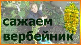 Василистник посадка и уход в открытом грунте, фото, видео и описание сортов с названиями