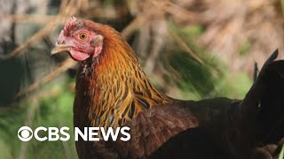H5N1 bird flu strain spreading to other mammals across U.S.