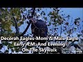 Decorah Eagles Mom &amp; Male Eagle Early A M  And Evening On The Skywalk