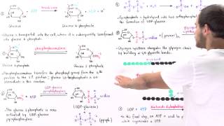 Overview of Glycogenesis