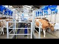 Milk production up, Feed cost down? See How!