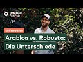 Arabica Vs Robusta Was Sind Die Unterschiede