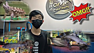 ปลาแปลก,ปลาโบราณ,ปลานำเข้า ต้องยกนิ้วให้ร้านนี้ Home Aquarium #NCO544