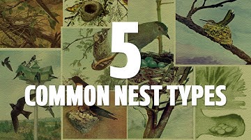 Types of nests