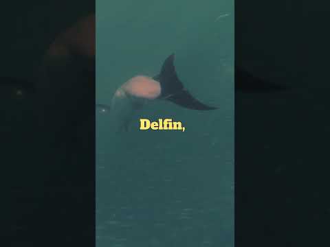 Video: Interagieren Delfine gerne mit Menschen?
