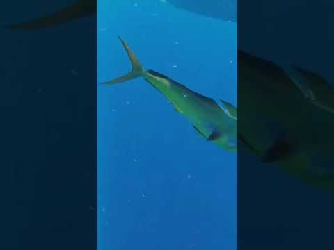 Lambuka #mahimahi #dorado