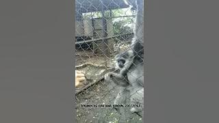 Kera Jawa, Bandung Zoo (2016) Tipu daya sang Kera