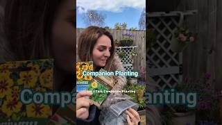 Companion plants for tomatoes plus a little tip for growing basil.