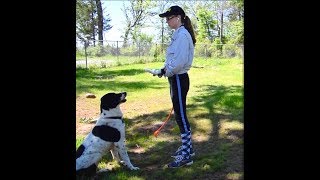 Welcome To Sirius Dog Star Canine Training